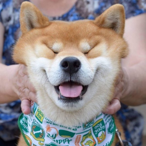 Собака Шиба ину