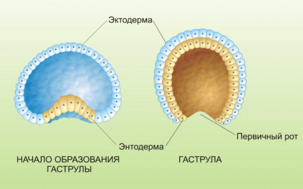 Бластула 2) гаструла 3) нейрула