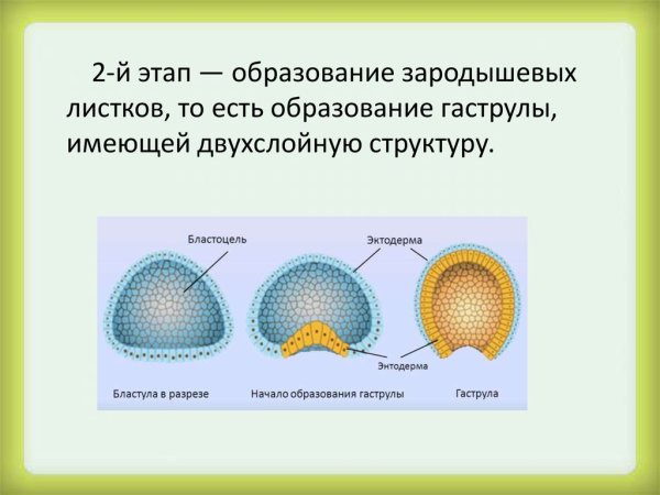 Двухслойная гаструла