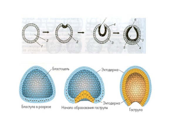 Гаструляция эмбриогенеза животных этапы