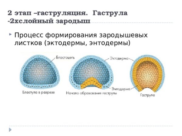 Поверхностный слой гаструлы образован клетками