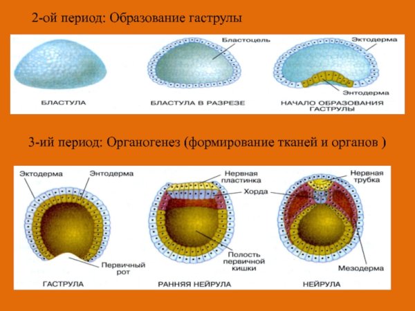 Гаструла эктодерма энтодерма мезодерма