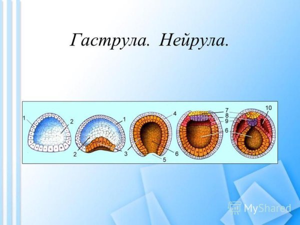 Строение гаструлы
