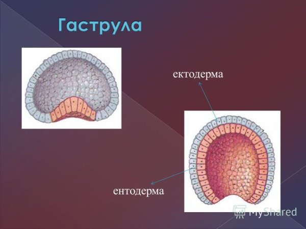 Бластула гаструла нейрула