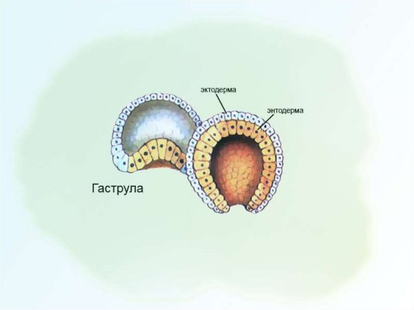 Бластопор ланцетника
