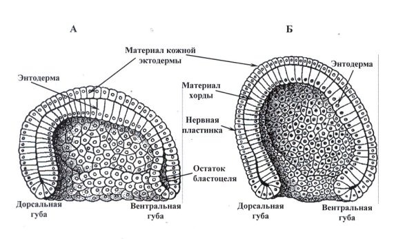 Бластула гаструла нейрула бластопор