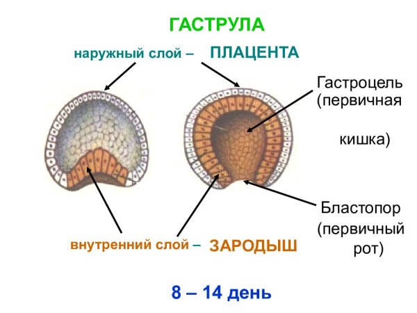 Эктодерма энтодерма мезодерма бластула гаструла