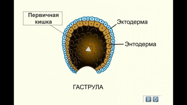Ранние стадии эмбриогенеза. Бластула. Гаструла.