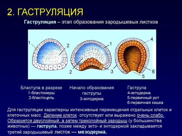 Нейрула бластула