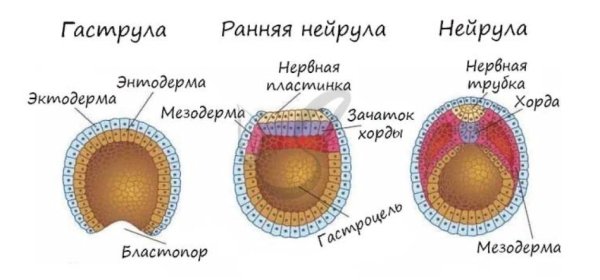 Схема дробления и образования бластулы