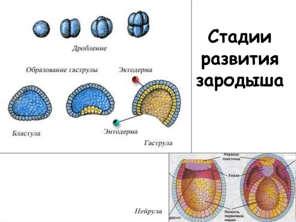 Стадии развития зародыша бластула гаструла нейрула