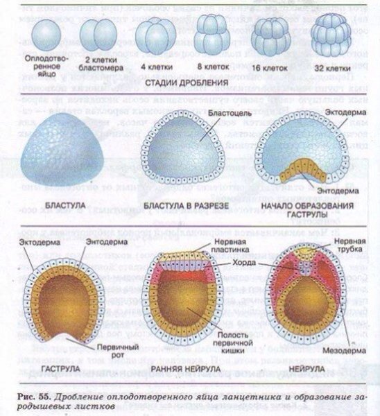 Бластуляция гаструляция нейруляция