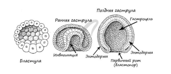 Гаструла это двухслойный зародыш