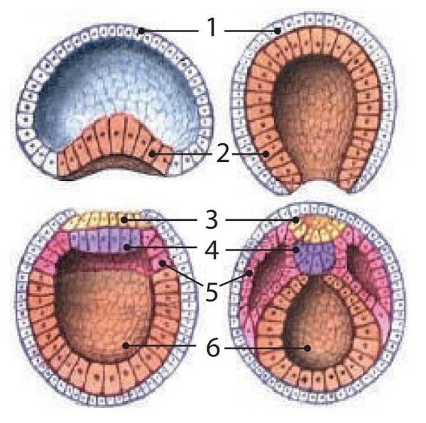 Яйцеклетка бластула гаструла ланцетника