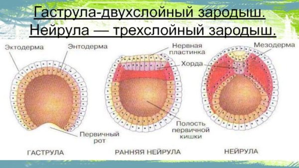 Гаструляция телобластический