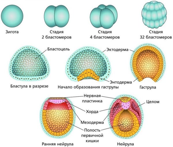 Основные периоды эмбрионального развития бластула