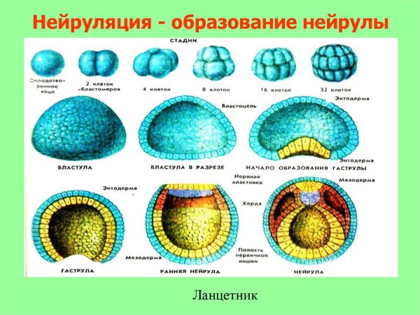 Гаструляция и бластоцель