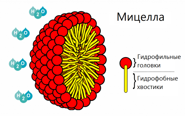 Мицелла пав