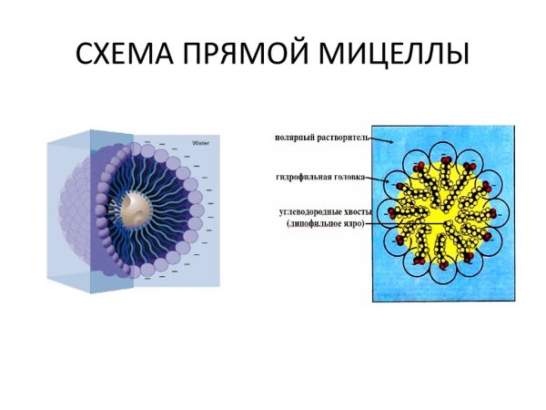 Мицеллы коллоидных пав