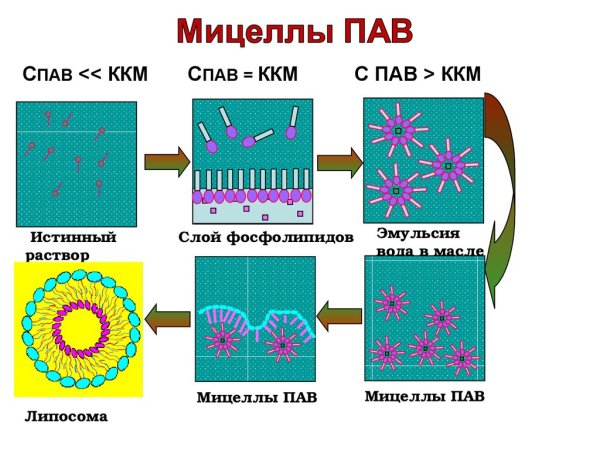 Строение мицелл казеина