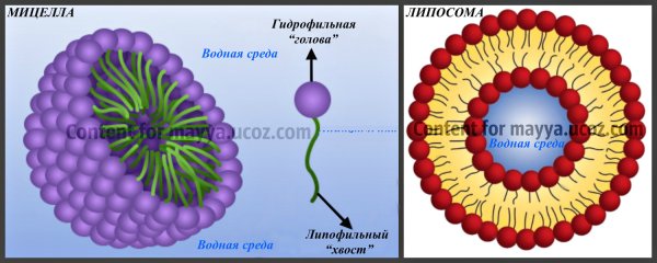 Образование и строение мицелл