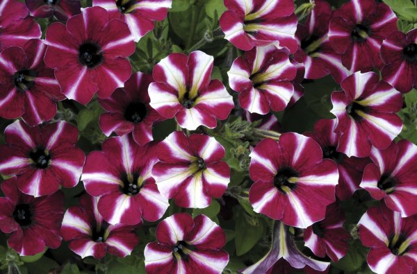 Петуния Cascadias bicolor Cabernet