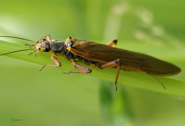 Веснянки (Plecoptera) личинка