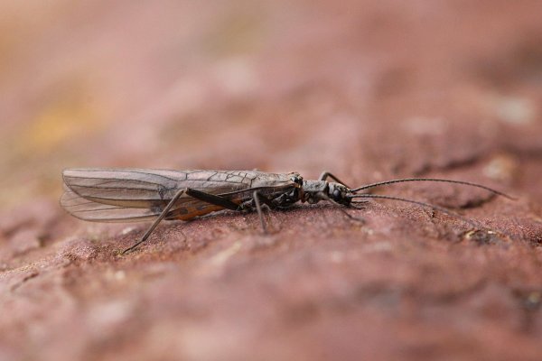 Веснянки (Plecoptera)