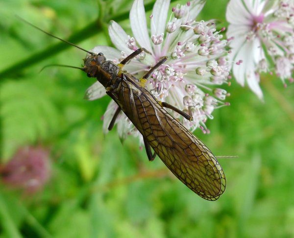Plecoptera (Stonefly)