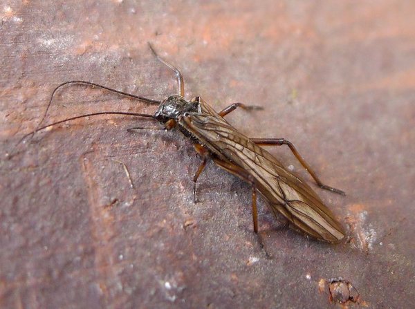 Nemoura cinerea