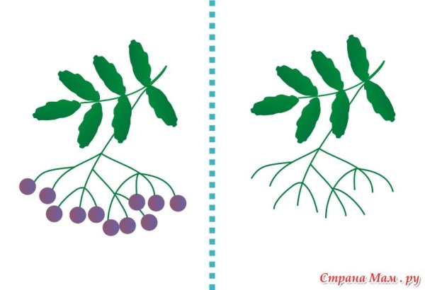 Ветка рябины рисование пальчиками