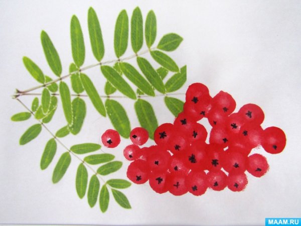 Ветка рябины старшая группа