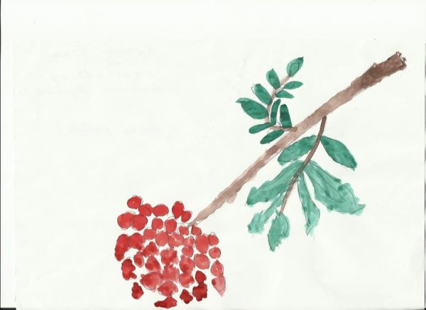 Кисть Рябинки гроздь Калинки рисование
