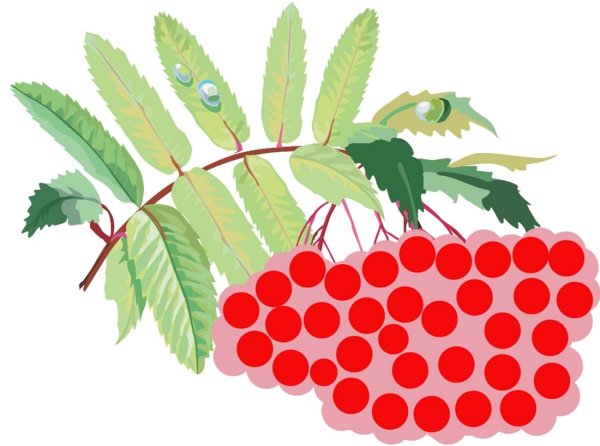 Рябина рисунок для детей