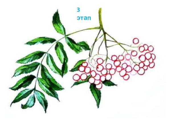 Рисование ягод рябины