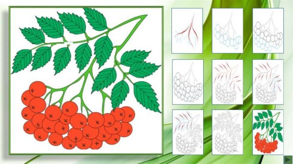 Рисование в средней группе на тему кисть Рябинки гроздь Калинки