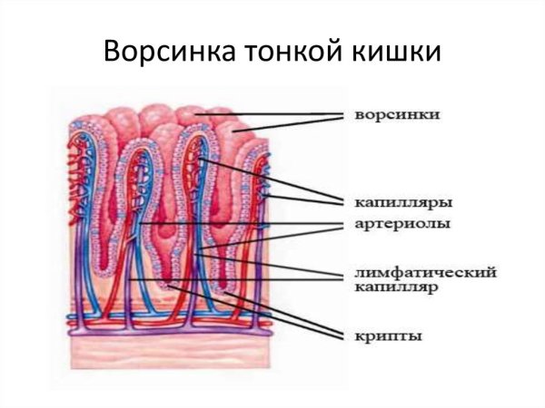 Строение стенки тонкой кишки и ворсинки