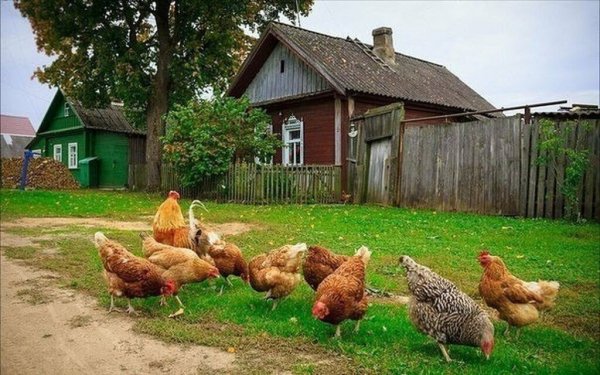 Животные в деревне