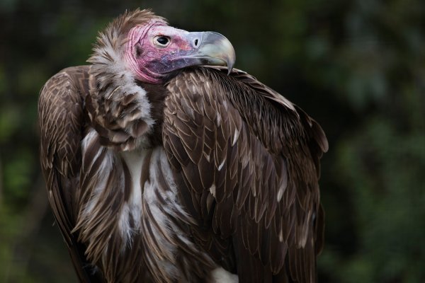 Lappet faced Vulture