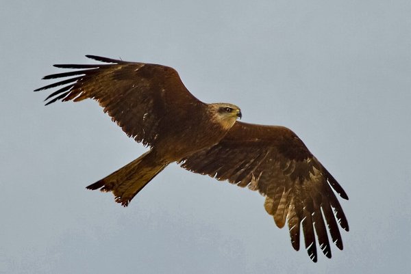 Рыжебокий двузубый Коршун