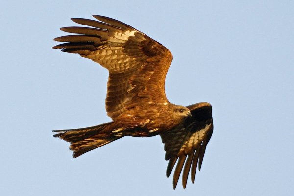 Черный Коршун Milvus Migrans