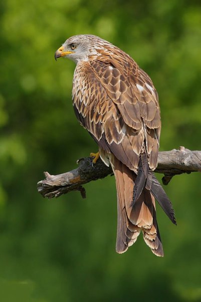 Красный Коршун Milvus Milvus