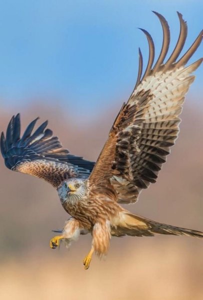 Красный Коршун Milvus Milvus