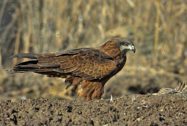 Черный Коршун Milvus Migrans