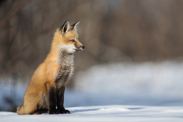 Сидячая лиса