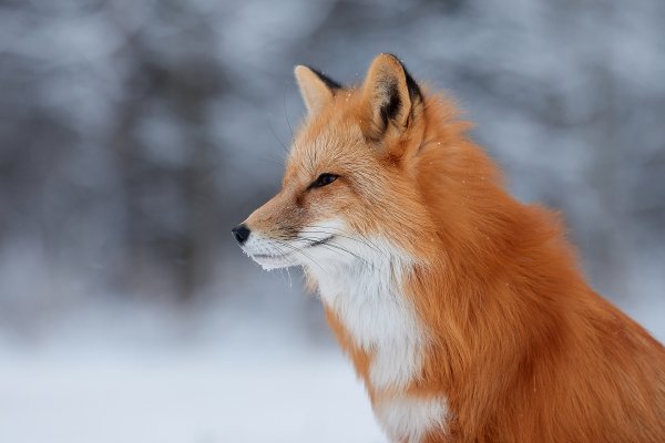 Рыжая лиса
