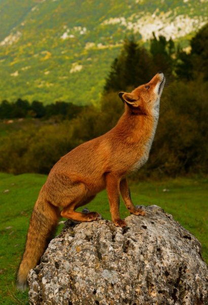 Лисица (Vulpes Vulpes)