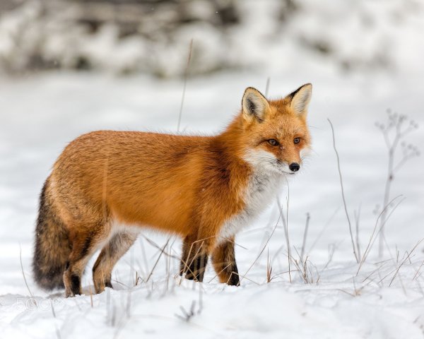 Рыжая лиса (Red Fox)