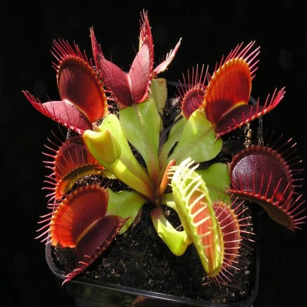 Венерина мухоловка (Dionaea muscipula)