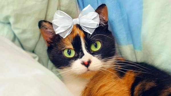 Котик сливки шоу